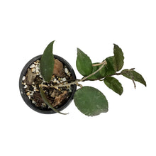 Load image into Gallery viewer, Hoya, 3.5in, Caudata Sumatra