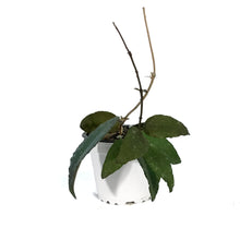 Load image into Gallery viewer, Hoya, 3.5in, Caudata Sumatra