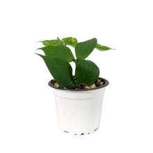 Load image into Gallery viewer, Hoya, 3.5in, Polyneura