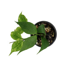 Load image into Gallery viewer, Hoya, 3.5in, Polyneura