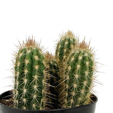 Load image into Gallery viewer, Cactus, 5in, P. gounellei 'Xique-Xique'
