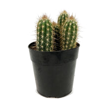 Load image into Gallery viewer, Cactus, 5in, P. gounellei 'Xique-Xique'