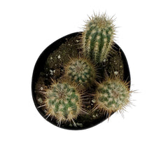 Load image into Gallery viewer, Cactus, 5in, P. gounellei 'Xique-Xique'