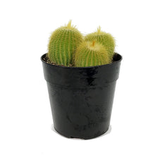 Load image into Gallery viewer, Cactus, 5in, Golden Ball