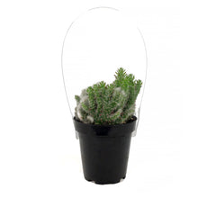 Load image into Gallery viewer, Cactus, 9cm, Opuntia Hybid Crest Roller Coaster