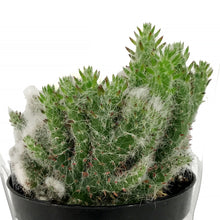 Load image into Gallery viewer, Cactus, 9cm, Opuntia Hybid Crest Roller Coaster
