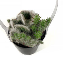 Load image into Gallery viewer, Cactus, 9cm, Opuntia Hybid Crest Roller Coaster