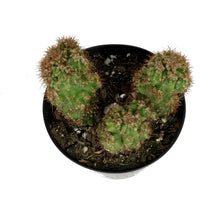 Load image into Gallery viewer, Cactus, 5in, Cereus Peruvianus Monstrose