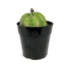 Load image into Gallery viewer, Cactus, 5in, Dominos