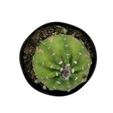 Load image into Gallery viewer, Cactus, 5in, Dominos