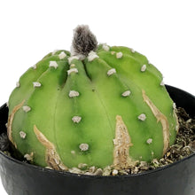 Load image into Gallery viewer, Cactus, 5in, Dominos