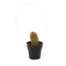 Load image into Gallery viewer, Cactus, 2.5in, Mammillaria Elongata 'Copper King'