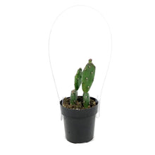 Load image into Gallery viewer, Cactus, 2.5in, Opuntia Quimilo