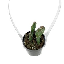 Load image into Gallery viewer, Cactus, 2.5in, Opuntia Quimilo