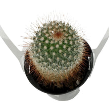 Load image into Gallery viewer, Cactus, 9cm, Mammillaria spinosissima rubrispina