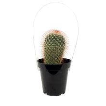 Load image into Gallery viewer, Cactus, 9cm, Mammillaria spinosissima rubrispina