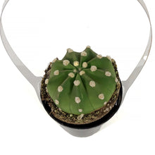 Load image into Gallery viewer, Cactus, 9cm, Echinopsis Subdenudatum dominos