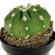 Load image into Gallery viewer, Cactus, 9cm, Echinopsis Subdenudatum dominos