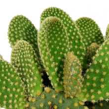 Load image into Gallery viewer, Cactus, 9cm, Opuntia 'Honey Mike"