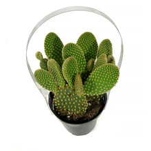 Load image into Gallery viewer, Cactus, 9cm, Opuntia 'Honey Mike"