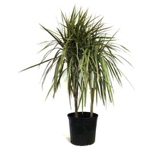 Load image into Gallery viewer, Dracaena, 10in, Marginata Cane Multi