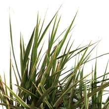 Load image into Gallery viewer, Dracaena, 10in, Marginata Cane Multi