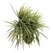 Load image into Gallery viewer, Dracaena, 10in, Marginata Cane Multi