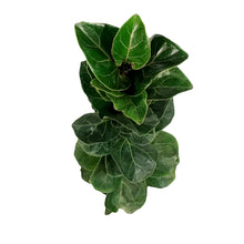 Load image into Gallery viewer, Ficus, 8in, Lyrata Little Sunshine