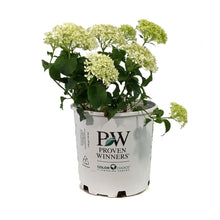 Load image into Gallery viewer, Hydrangea, 2 gal, Invincibelle Limetta®