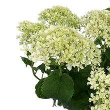 Load image into Gallery viewer, Hydrangea, 2 gal, Invincibelle Limetta®
