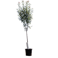 Load image into Gallery viewer, Crabapple, 10 gal, Flowering, Courageous
