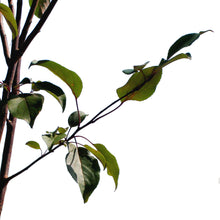 Load image into Gallery viewer, Crabapple, 10 gal, Flowering, Courageous