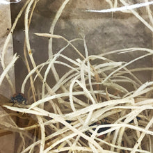 Load image into Gallery viewer, Ladybugs, Hippodamia convergens, 250ct. Bag