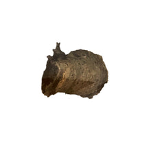 Load image into Gallery viewer, Praying Mantis Eggs, Tenodera Aridifolia, 2ct. Bag