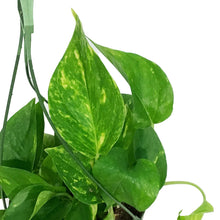 Load image into Gallery viewer, Pothos, 6in HB, Golden