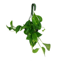 Load image into Gallery viewer, Pothos, 6in HB, Golden