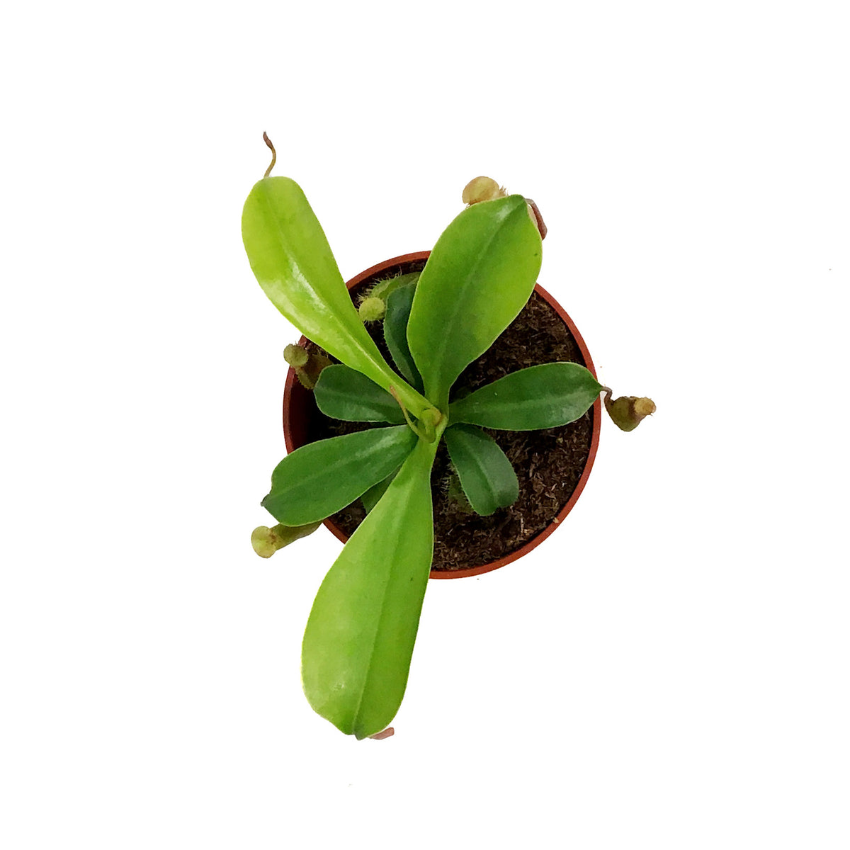 Nepenthes, 3.25in, Alata