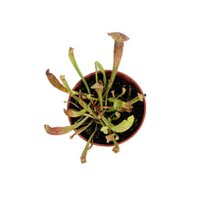 Load image into Gallery viewer, Sarracenia, 3.25in, Maroon
