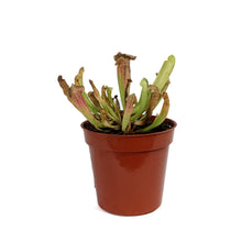 Load image into Gallery viewer, Sarracenia, 3.25in, Maroon