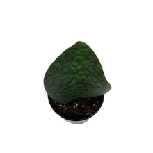 Load image into Gallery viewer, Sansevieria, 4in, Whale Fin