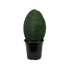 Load image into Gallery viewer, Sansevieria, 4in, Whale Fin