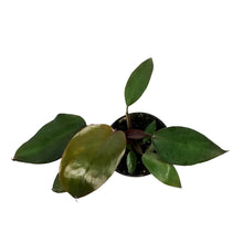 Load image into Gallery viewer, Philodendron, 4in, Dark Lord