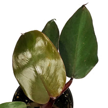 Load image into Gallery viewer, Philodendron, 4in, Dark Lord