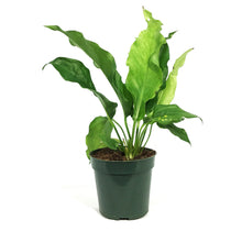 Load image into Gallery viewer, Anthurium, 4in, Hookeri Variegated