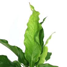 Load image into Gallery viewer, Anthurium, 4in, Hookeri Variegated