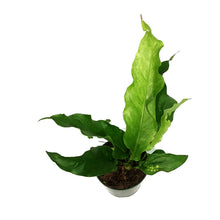 Load image into Gallery viewer, Anthurium, 4in, Hookeri Variegated