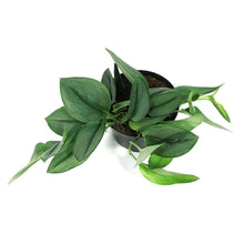 Load image into Gallery viewer, Scindapsus, 6in, Treubii Moonlight
