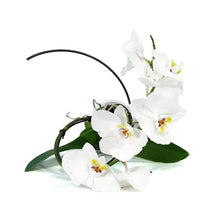 Load image into Gallery viewer, Orchid, 5in, Phalaenopsis Hurricane