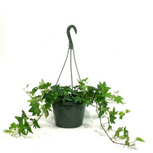 Load image into Gallery viewer, Ivy, 8in Hanging Basket