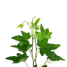 Load image into Gallery viewer, Ivy, 8in Hanging Basket